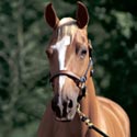 Equine Horse Photography