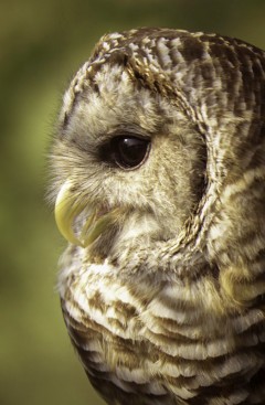 barred-owl-ohio-profile