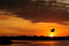 blue-heron-halifax-river-sunset
