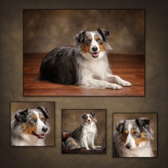 coen_dog_composite_collage