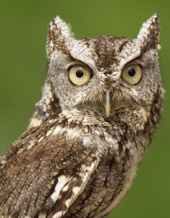 eastern-screech-owl-ohio