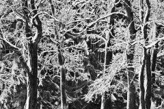north_canton_snow_covered_trees
