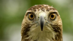 red-tailed-hawk-ohio-close-front