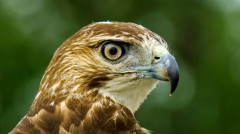 red-tailed-hawk-ohio-portrait-profil
