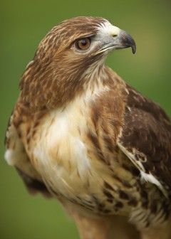 red-tailed-hawk-ohio-portrait