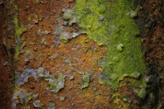 rust-lichen-metal