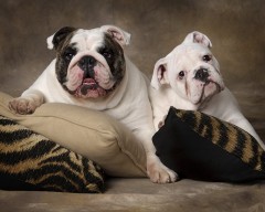 two_bulldogs_jelliscon_forpaws