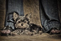 yorkshire_terrier_north_canton_viking
